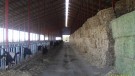Colorado Dairy Freestall Barn