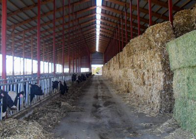 Livestock Pole Barn Colorado Dairy freestall Inside