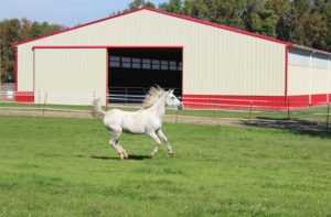 indoor outdoor horse arenas