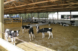 dairy barns