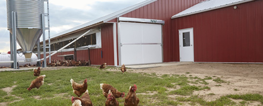 Save the Chickens – Remedy the Poultry Barn Debacles