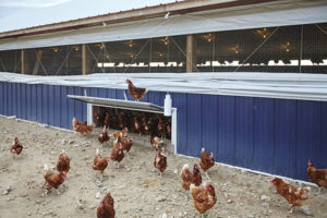 poultry barn