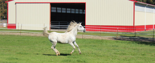 Why Coloradoan Want Indoor Horse Arenas