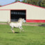 Why Coloradoan Want Indoor Horse Arenas